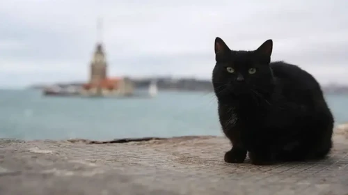 Gündelik Hayatımızda Sıkça Karşılaştığımız Popüler Batıl İnançlar