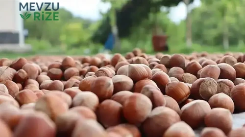 Karadeniz'de Fındık Fiyatlarında Büyük Değişiklikler Yaşanıyor