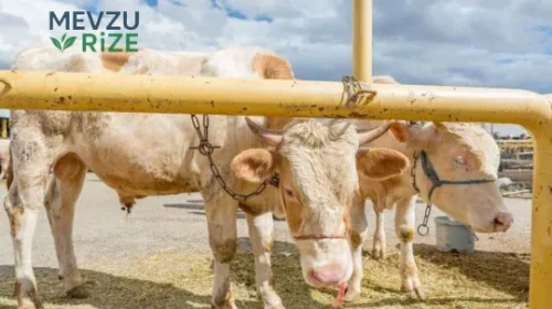 2026’da Kurbanlık Fiyatları Açıklandı: Büyükbaş ve Küçükbaş Hayvanlara Ait Güncel Liste