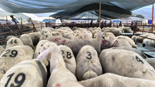 Kurbanlık Büyükbaş ve Küçükbaş Hayvan Fiyatları Belli Oldu