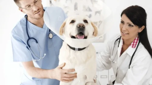Dünya Veteriner Hekimler Günü: Toplum Sağlığında Tek Sağlık Yaklaşımının Önemi Öne Çıkıyor