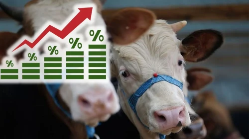 Hayvancılıkta devrim: Ücretsiz desteklerle üretim patlayacak!