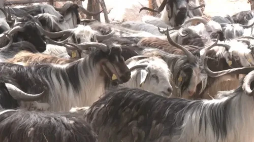 Rize'de 2026 yılı kurbanlık fiyatları belli oldu: Küçükbaş veya büyükbaş kurbanlık ne kadar?