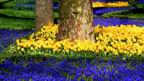 İstanbul Lale Festivali ne zaman?