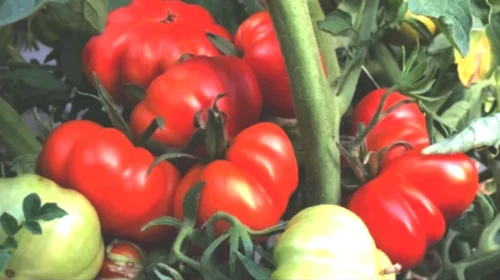 12 Saniyede Domatesler İçindeki Çekirgeyi Bulabilenler Şaşırtıyor!