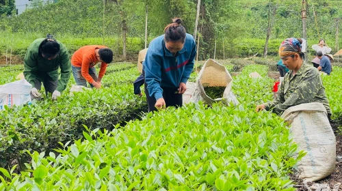 Van Lang'da bir çay markası oluşturmak