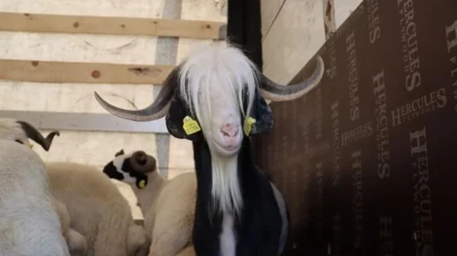 Küçükbaş ve Büyükbaş Hayvan Fiyatları Rekor Artış Gösterdi!