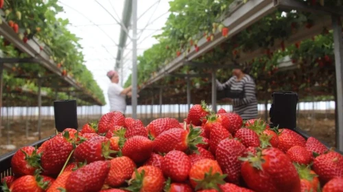 Taze Çileğinizi Uzun Süre Saklamanın 5 Pratik Yolu!