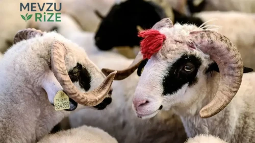 Kurban Eti İçin Uzman Uyarısı Kıyma Çektirirken Dikkat