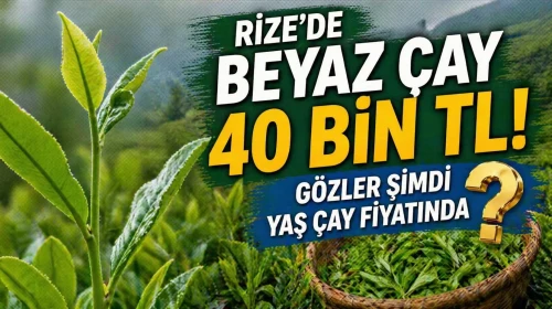 Rize’de Beyaz Çay 40 Bin TL! Gözler Şimdi Yaş Çay Fiyatında