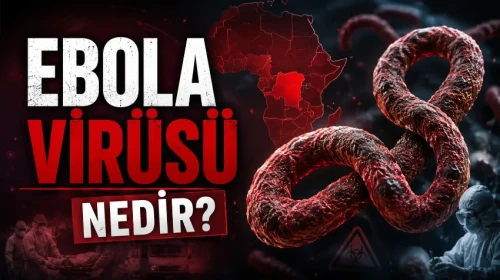 Ebola Virüsü Nedir, Nasıl Bulaşır, Belirtileri Neler, Aşısı Var mı? Ebola Hakkında Tüm Detaylar