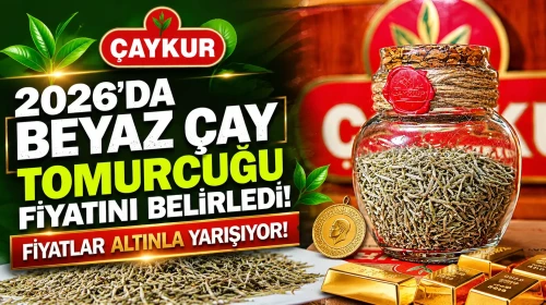 ÇAYKUR, 2026'da beyaz çay tomurcuğu fiyatını belirledi; fiyatlar altınla yarışıyor!