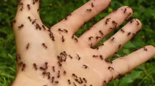 Rüyada Karınca Görmek Ne Anlama Gelir? Karınca Görmenin Tabiri