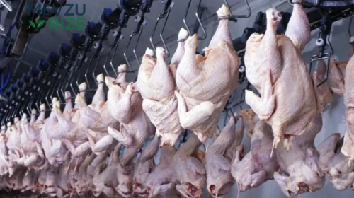 Mart Ayında Tavuk Eti ve Yumurtada Üretim Artışı Gerçekleşti