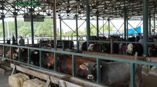 EBB'den Kurban Bağışları İçin Yeni Hisse Bedeli Duyurusu