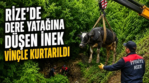 Rize'de dere yatağına düşen inek vinçle kurtarıldı
