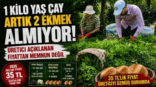 1 Kilo Yaş Çay Artık 2 Ekmek Almıyor! Üretici Açıklanan Fiyattan Memnun Değil