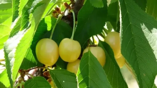 Malatya'da Tarım İşçileri Bulunamıyor! Üreticiler Hasat Döneminde Zorlu Günler Yaşıyor