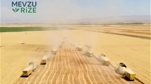 Edirne Ovası'nda Hasat Sezonu Coşkuyla Başladı: Kuraklık Tehdidi Geride Kaldı, Çiftçilerin Yüzü Güldü!