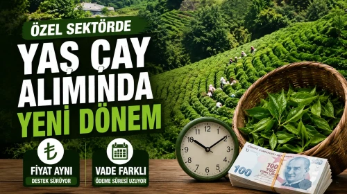 Özel Sektörde Yaş Çay Alımında Yeni Dönem: Fiyat Aynı, Vade Farklı