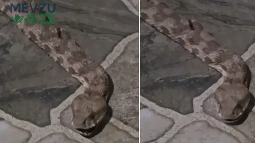 Kapıyı Açtığı Anda Gördü! Dev Yılan Mahalleyi Ayağa Kaldırdı
