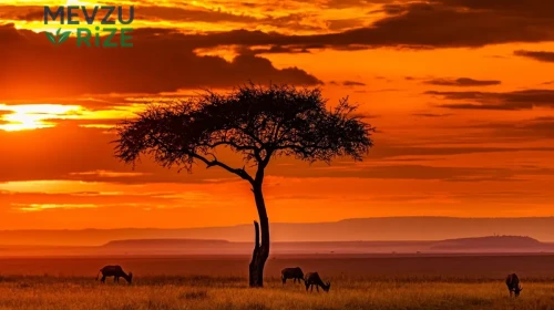 Afrika'nın bilinmeyen yüzü... Daha önce duymadığınız gerçekler!