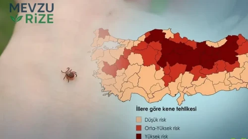 Türkiye’de Kene Vakaları Artıyor: En Riskli İller Açıklandı