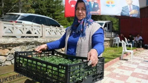 Adana'da Çiftçilere 200 Bin Domates Fidesi Hibe Ediliyor!