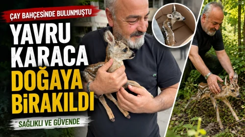 Artvin'de İşçiler Yavru Karacayı Kurtarıp Doğaya Saldı!