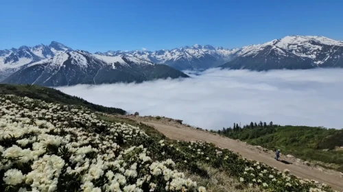 Kaçkar Dağları'nın Görkemi: Yaylalar Çiçeklerle Doldurdu!