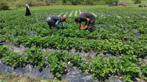 Tunceli'deki Kadın Çiftçiler Tarımda Başarı Hikayesi Yazıyor: Yüksek Verim ve Kalite Elde Ediyorlar!