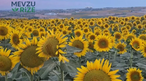 Tekirdağ'daki Ayçiçeği Tarlaları Sarı Renkle Kaplandı: 400 Bin Ton Hasat Bekleniyor!