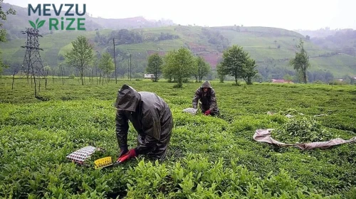 Yarın İkinci Sürgün Yaş Çay Alım Süreci Başlıyor!