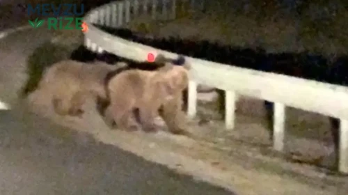 İki Ayı Yavrusunun Gece Yola Çıkışı Kamerada Kaydedildi!