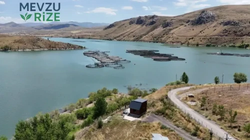 Erzincan'da yetişiyor, Trabzon ve Elazığ'da somona dönüşüyor