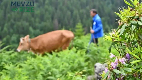 Dumanlı Dağlarda Görkemli Değişim: Zifin Çiçekleri Yaylayı Mor Renklere Büründürdü