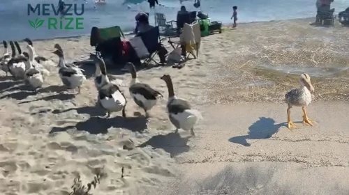Erdek'te Tartışmalara Neden Olan Kazlar İçin Şartlı Tahliye Kararı Verildi!