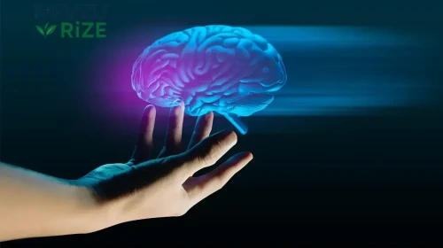 İnsan Beyin Kökünün 3 Boyutlu Detaylı Atlası ile Alzheimer ve Parkinson Hastalıklarına Umut Işığı!