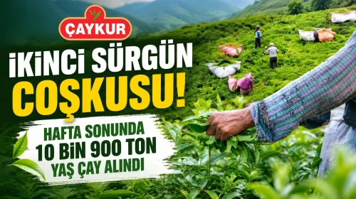ÇAYKUR'da İkinci Sürgün Coşkusu! Hafta Sonunda 10 Bin 900 Ton Yaş Çay Alındı