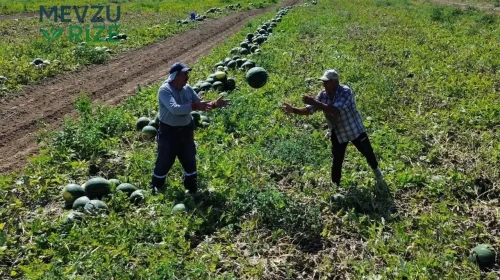Türkiye'nin En Hafif Kara Toprağında Yetişen Ürün: Taneleri Tarlada 5 Liradan Satışta!