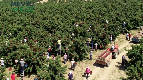 Tarihi Kiraz Rekoltesi Yaşandı: Uygun Fiyatların Sırrı Nedir?