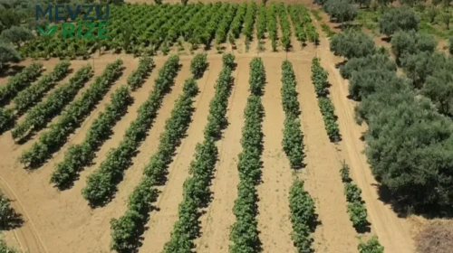 Arkadaşının Yöntemini Kendi Memleketine Uyguladı: Verimi Artıran Yeni Strateji Gündemde!