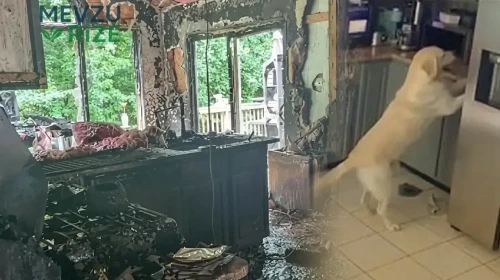 ABD'de Köpeğin Tost Makinesini Çalıştırması Sonucu Yangın Çıktı: 3 Evcil Hayvan Hayatını Kaybetti
