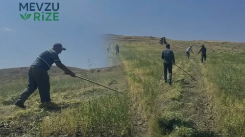 Yozgat Mercimek Hasadı Başladı: 225 bin dekarlık dev alanda bu yıl verim rekoru bekleniyor