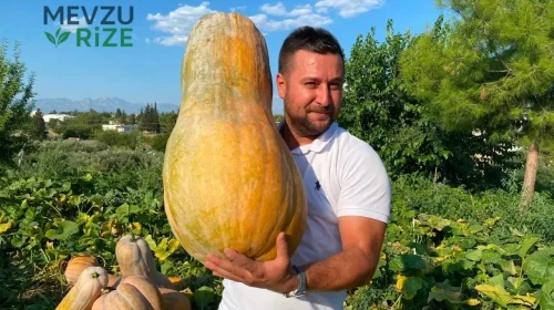 Ata Tohumu ile Büyüyen Dev Meyve: 50 Kilogram Ağırlığında!