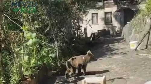 Bölgemizde güldüren olay! Evlerinin önüne gelen yavru ayıyı beslediler