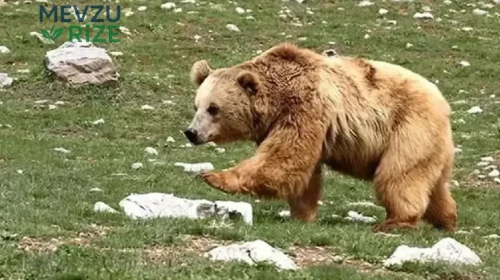 Evinin Önünde Uyurken Ayı Saldırısına Uğrayan Yaşlı Adam Hayatını Kaybetti!