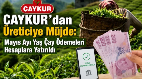 ÇAYKUR'dan Üreticiye Müjde: Mayıs Ayı Yaş Çay Ödemeleri Hesaplara Yatırıldı