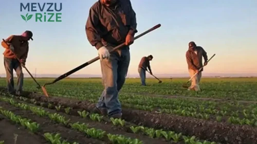 Tarımsal Girdi Fiyat Endeksi Yüzde 36'nın Üzerine Çıktı!