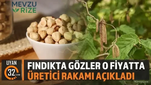Fındıkta Yeni Alım Fiyatlarında Artış Bekleniyor: Üreticilerin Beklentileri Yükseliyor